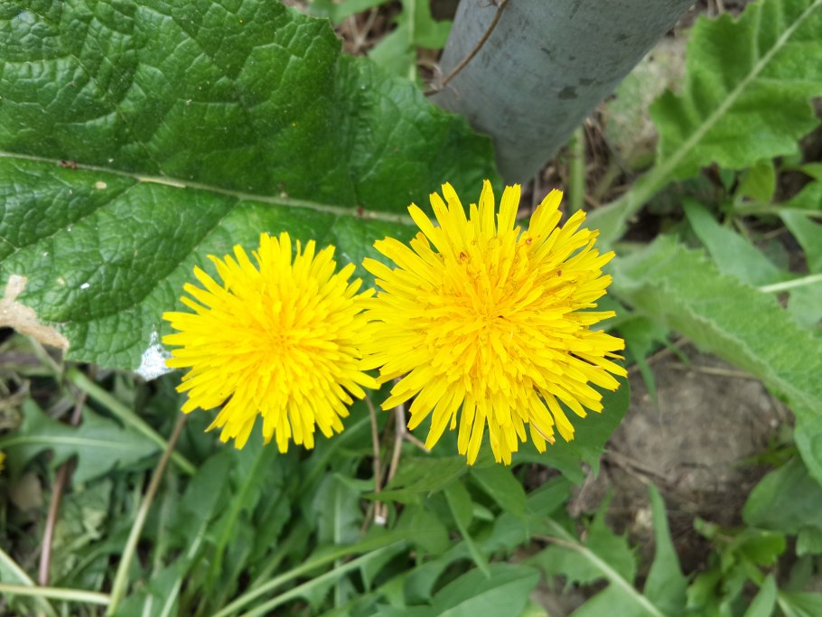 Трифуркатум ячмень