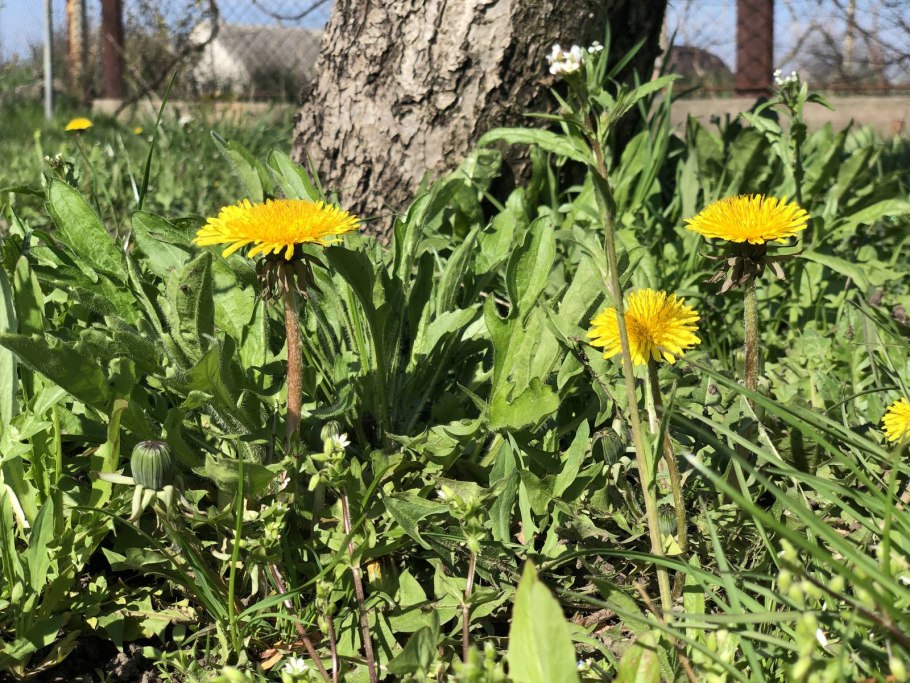 Желтый Луговой цветок Кульбаба