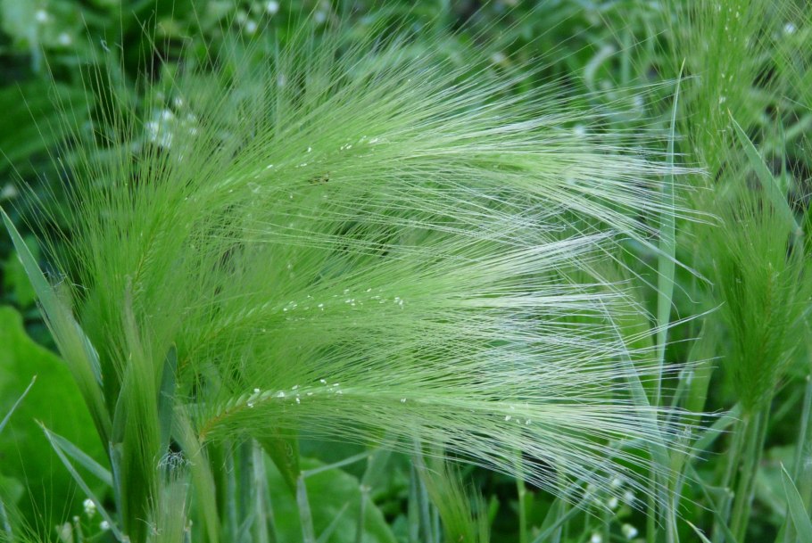 Мятлик, ячмень, пырей