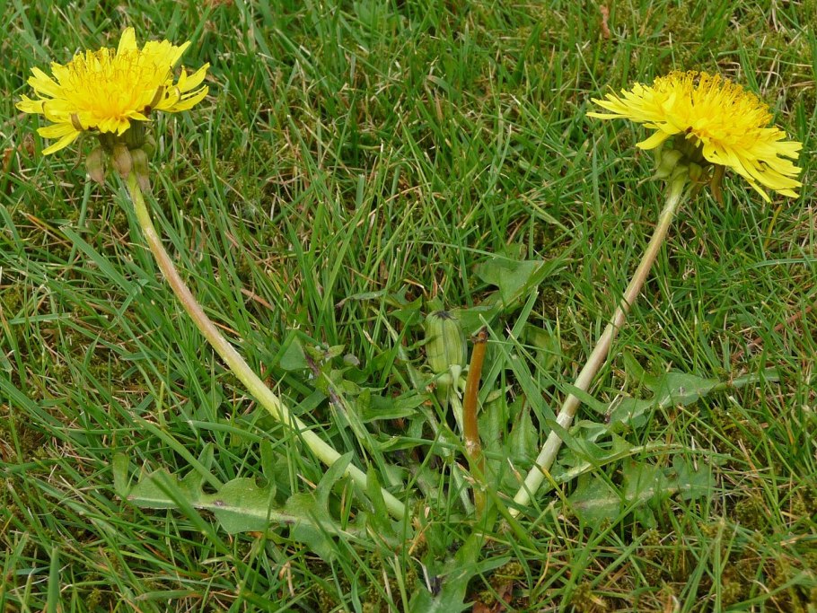 Одуванчик Ушакова – Taraxacum uschakovii