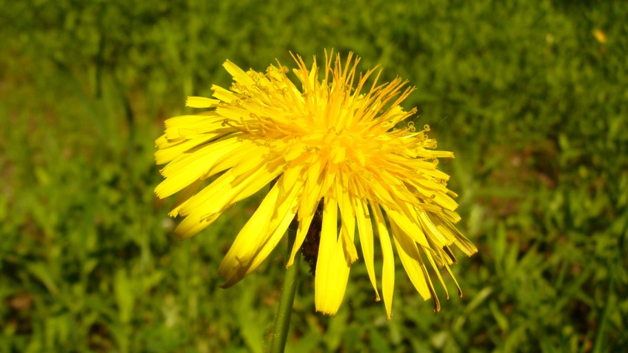 Весенние цветы одуванчик