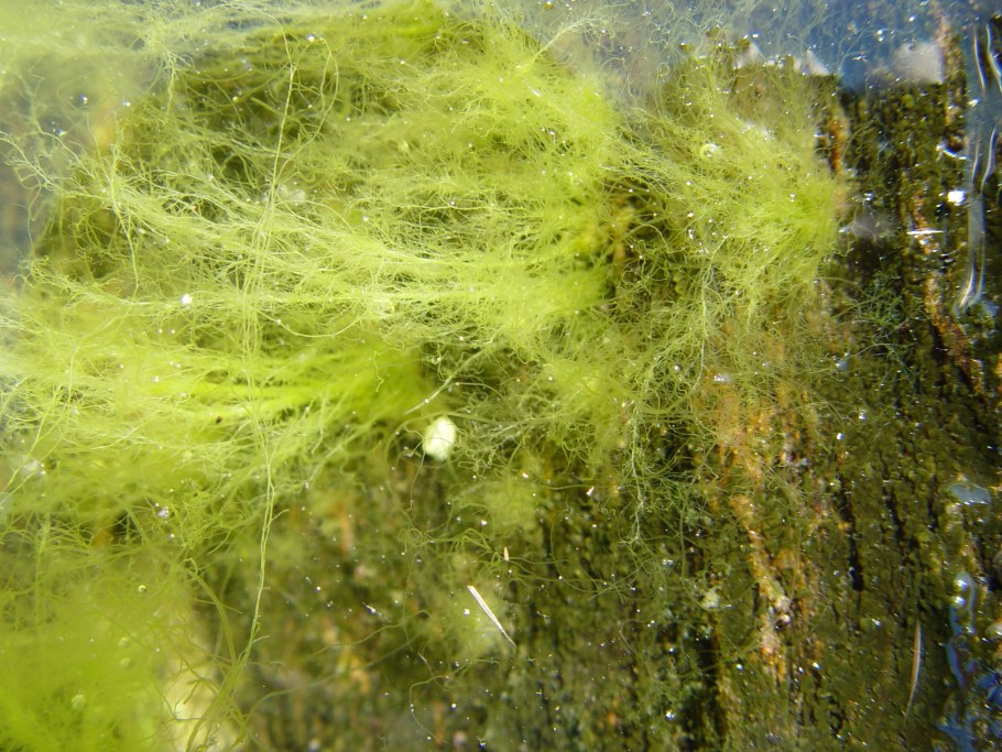 Нейстонные водоросли