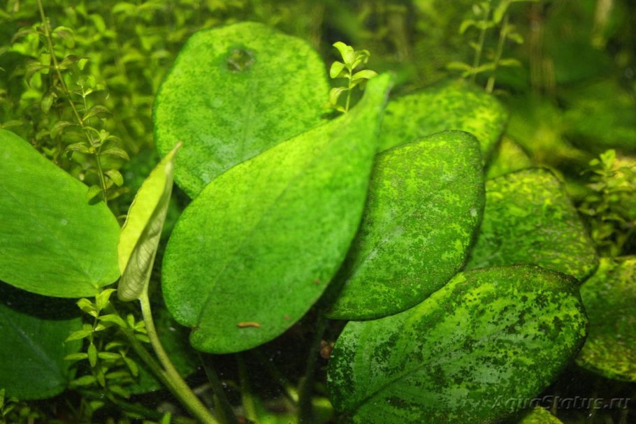 Анубиас Ксенококус