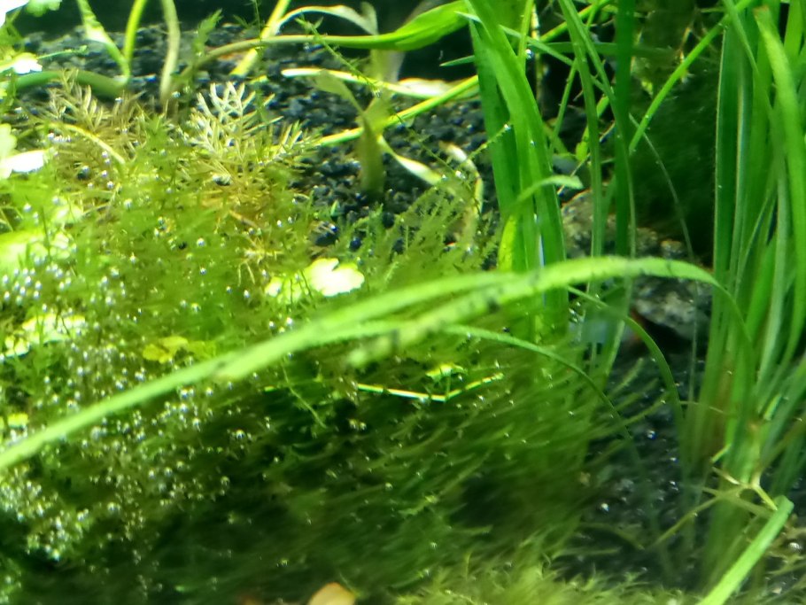 Черные нитчатые водоросли в аквариуме на растениях