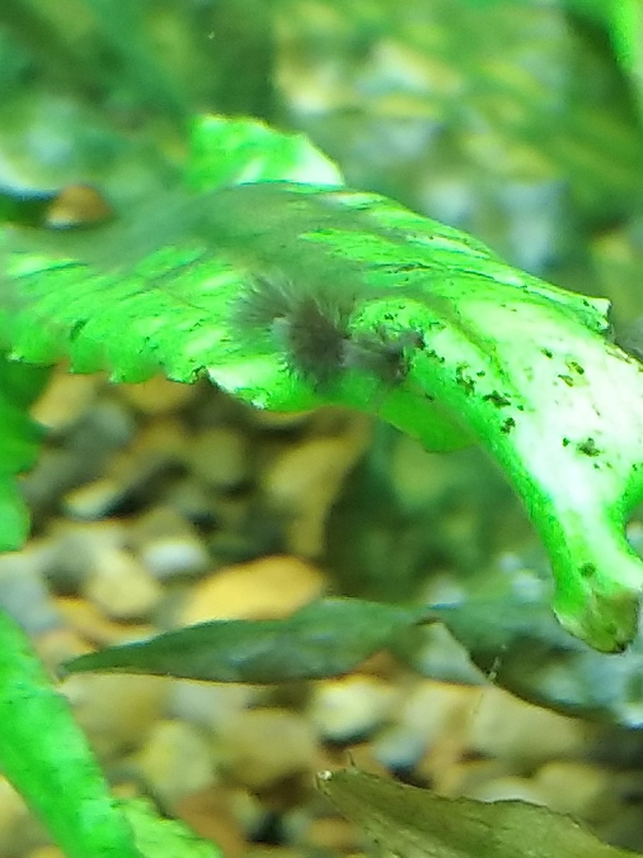 Водоросль нитчатка