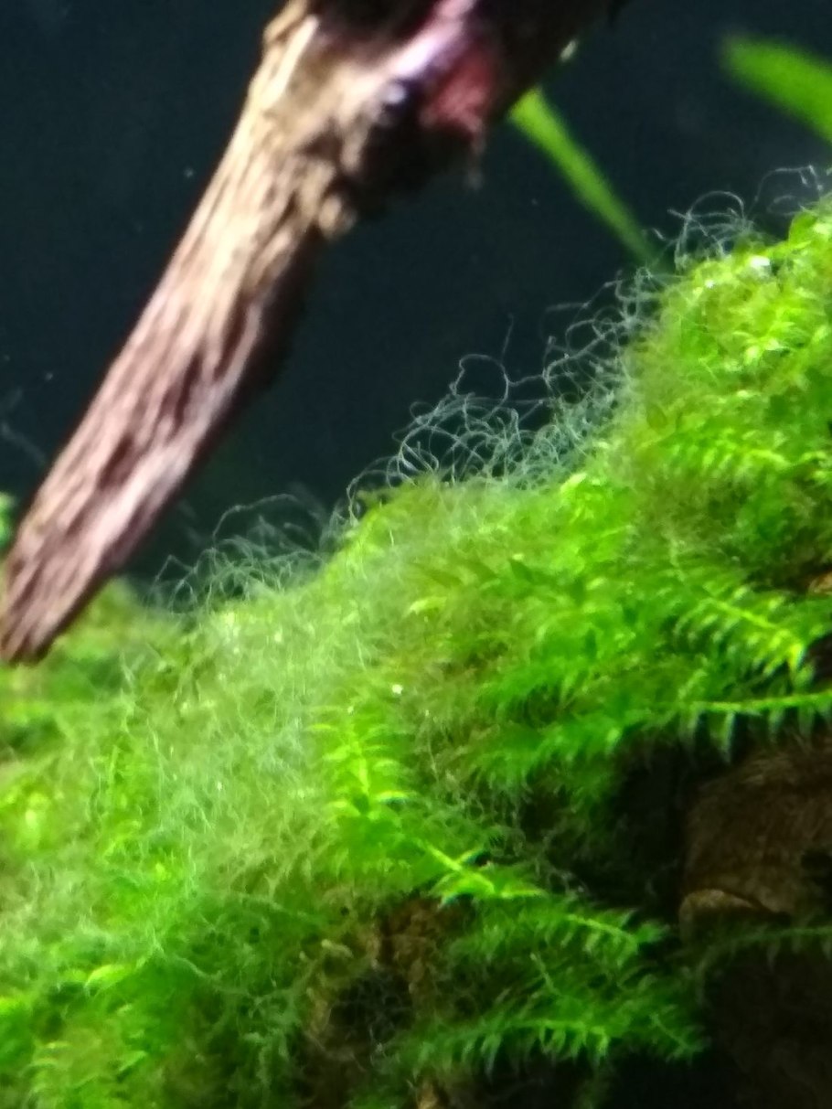 Водоросли протерозойской эры