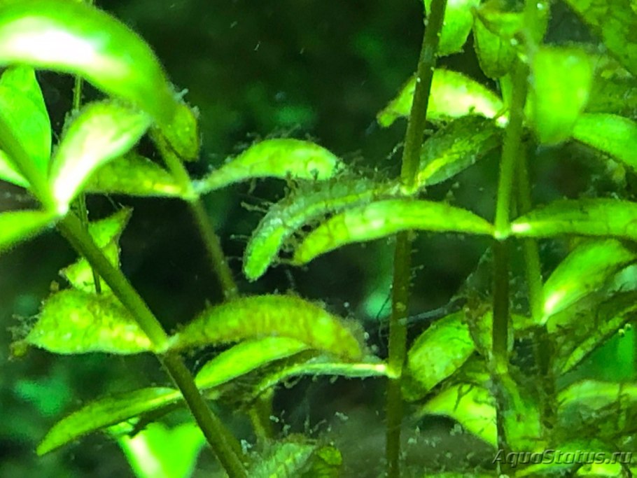 Сине-зеленые водоросли цианобактерии в аквариуме