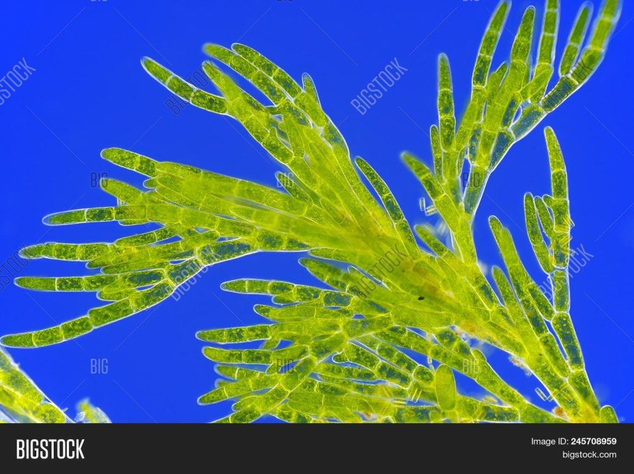 Spirulina platensis микроскопия