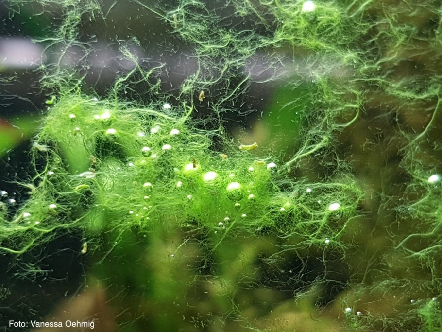Аквариум водоросли нитчатка