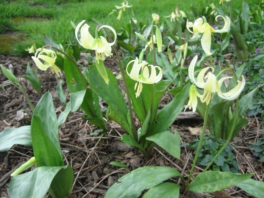 Кандык dens-canis