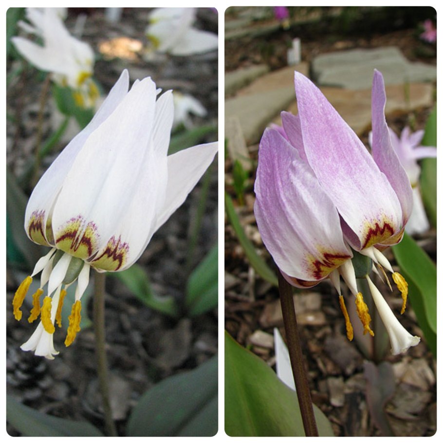 Кандык Сибирский