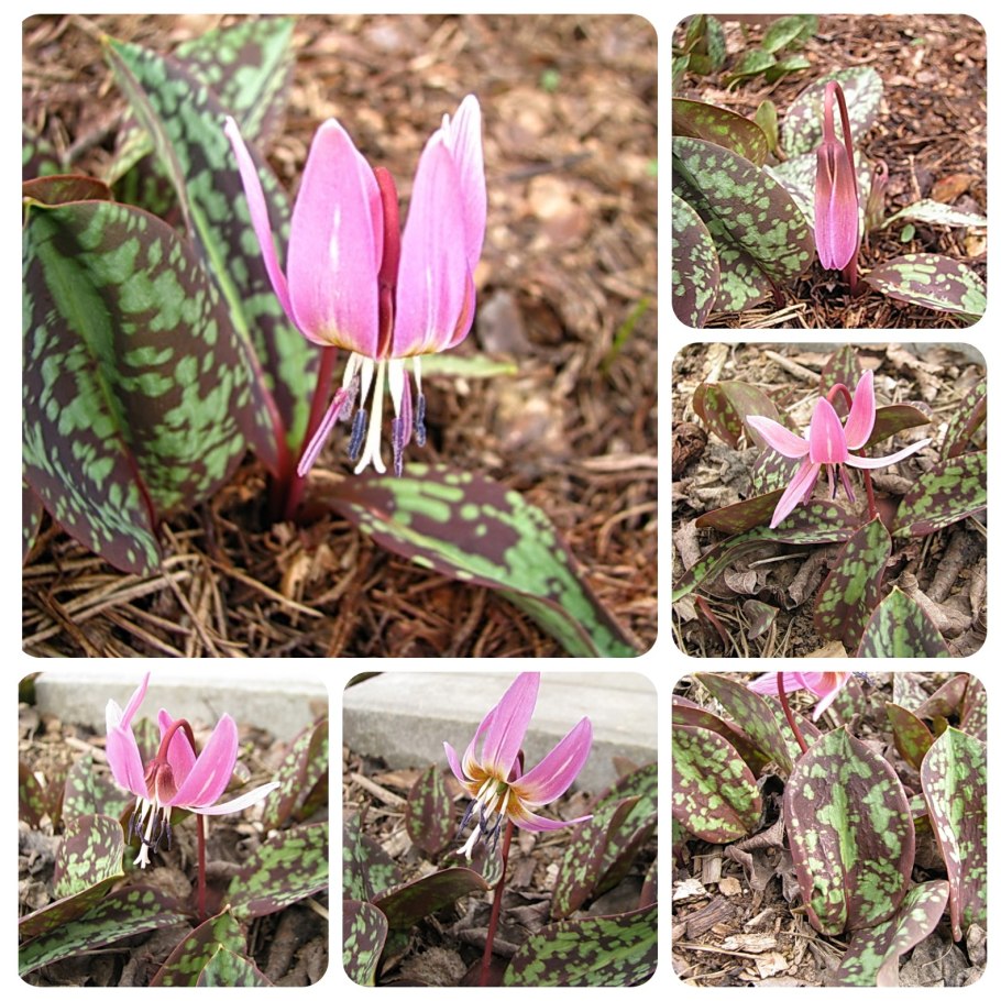 Holland Bulbs эритрониум Кондо