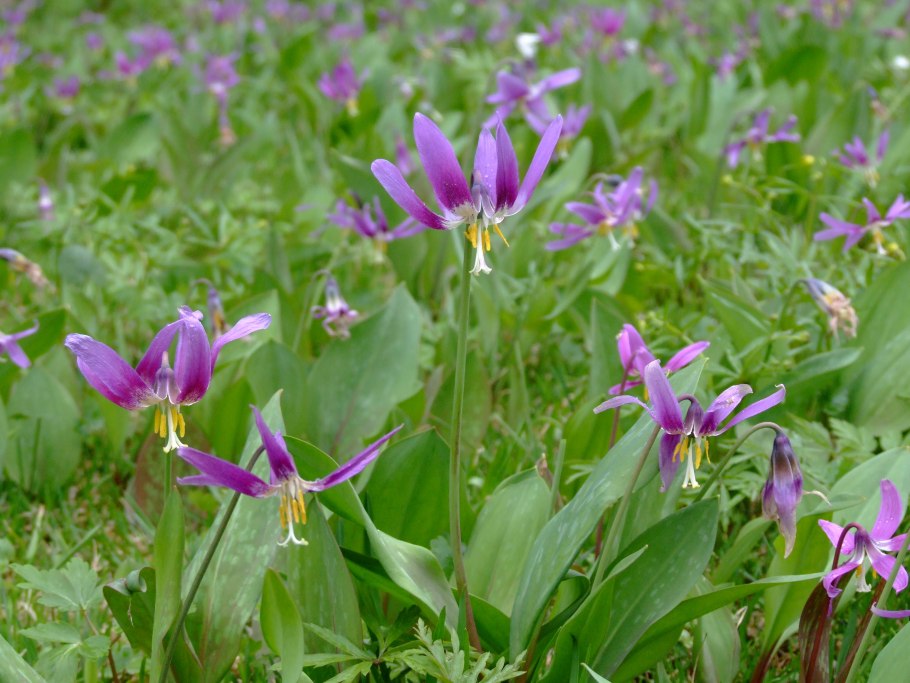 Кандык Сибирский Ботанический рисунок