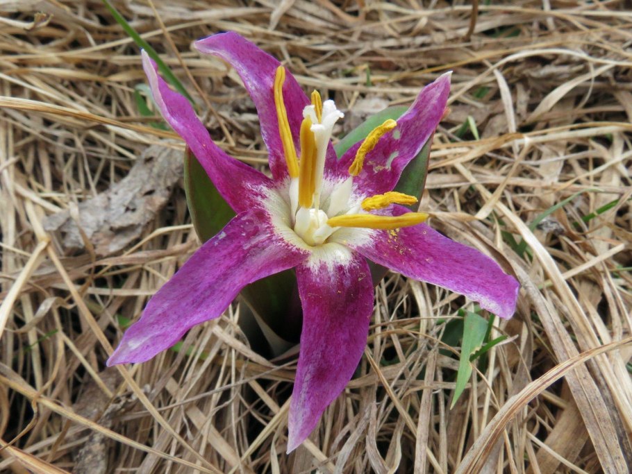 Кандык Сибирский купить