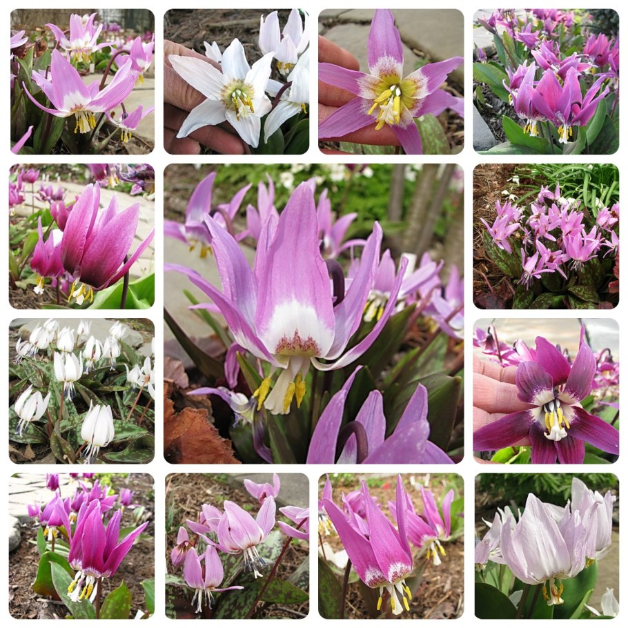 Кандык эритрониум Сибирский