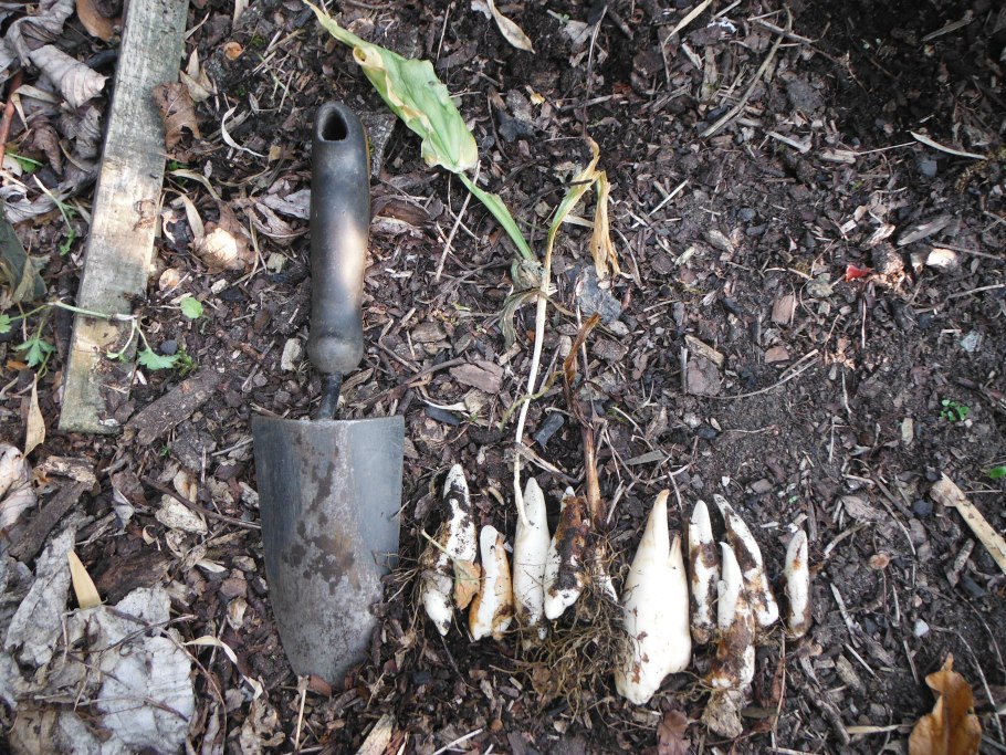 Кандык американский