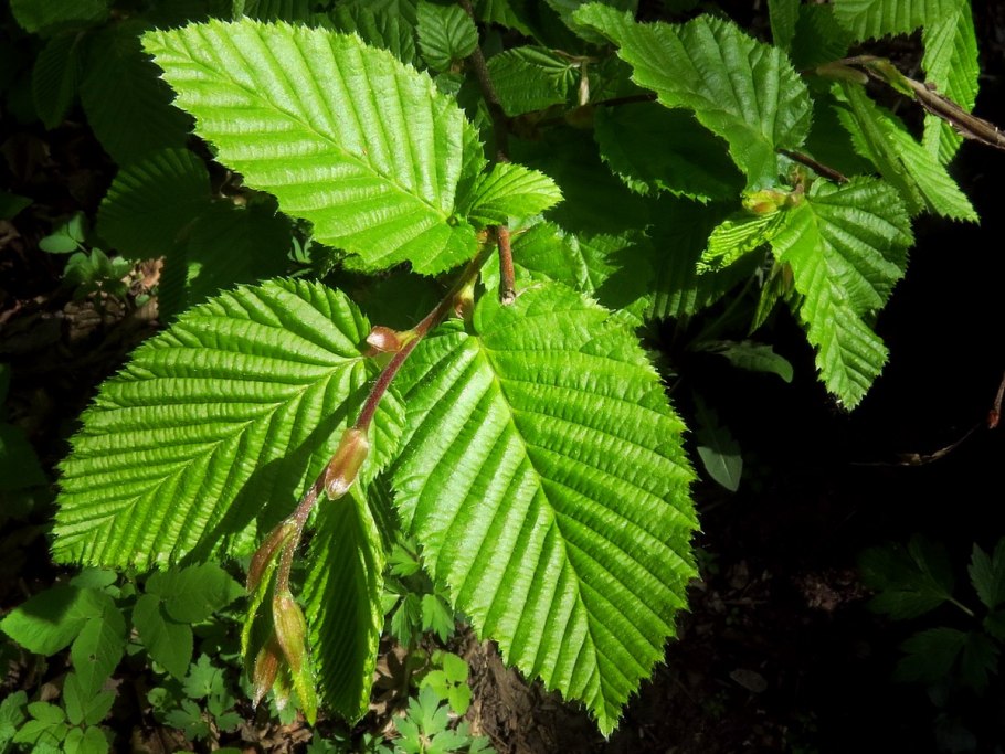 Дзельква граболистная