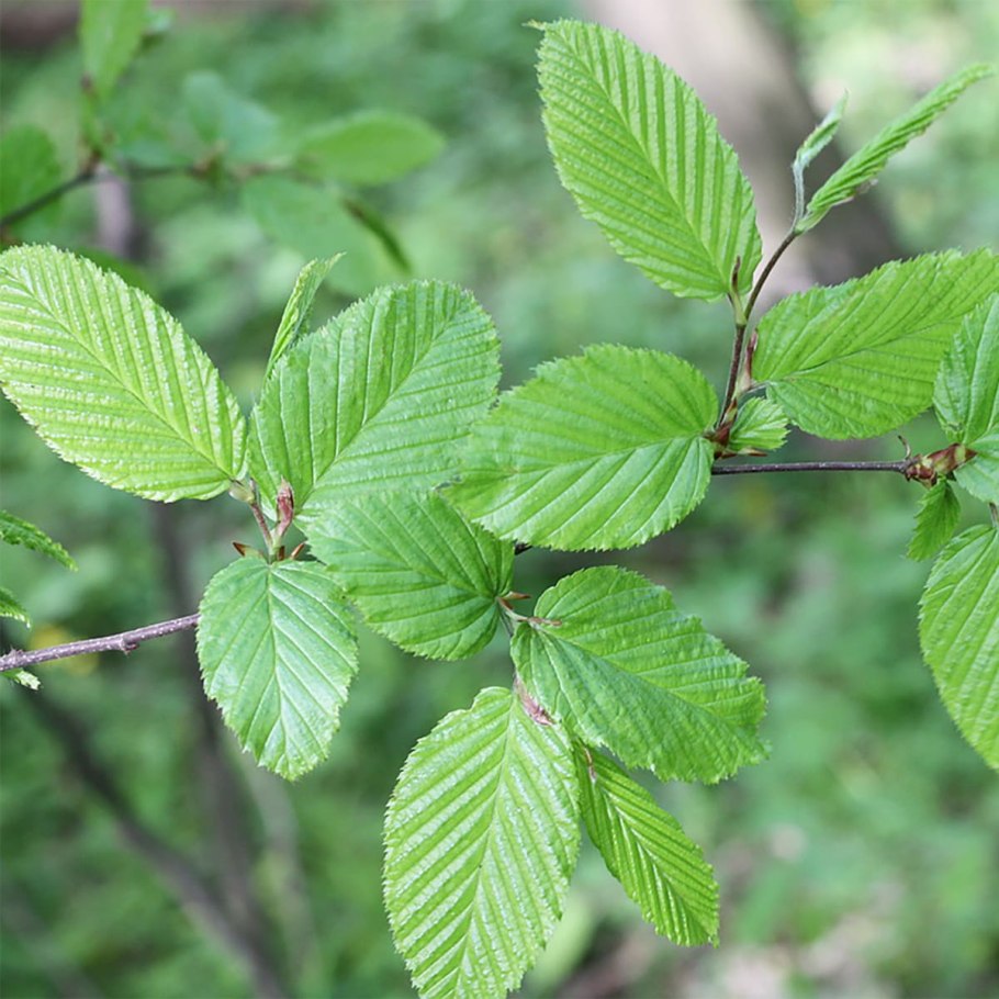 Граб Восточный грабинник