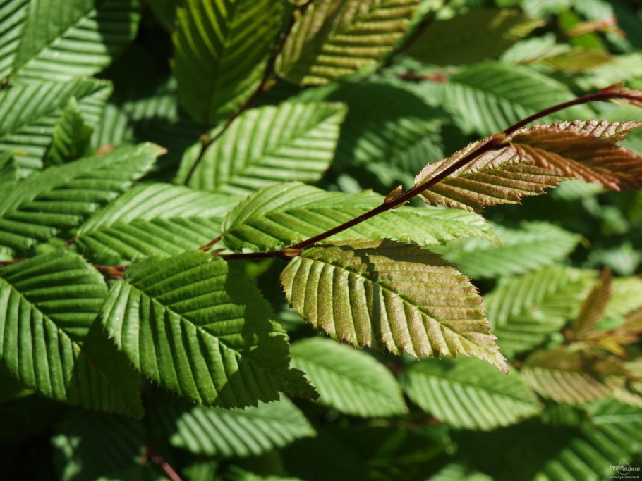 Carpinus japonica