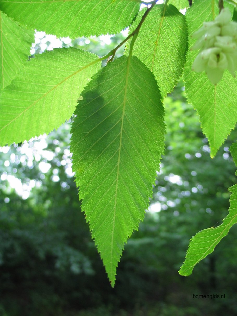Граб обыкновенный дерево