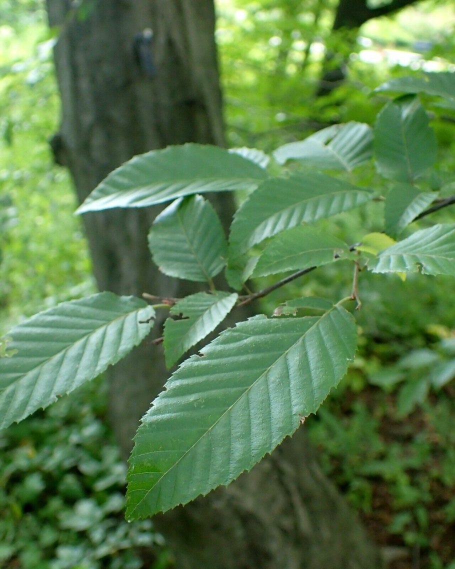 Carpinus betulus (граб обыкновенный) 'Fastigiata'