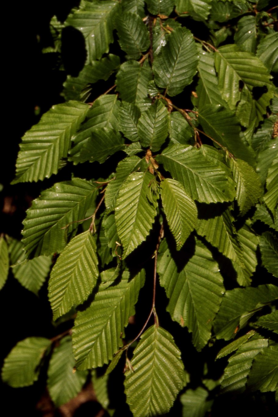 Carpinus betulus (граб обыкновенный) 'pendula