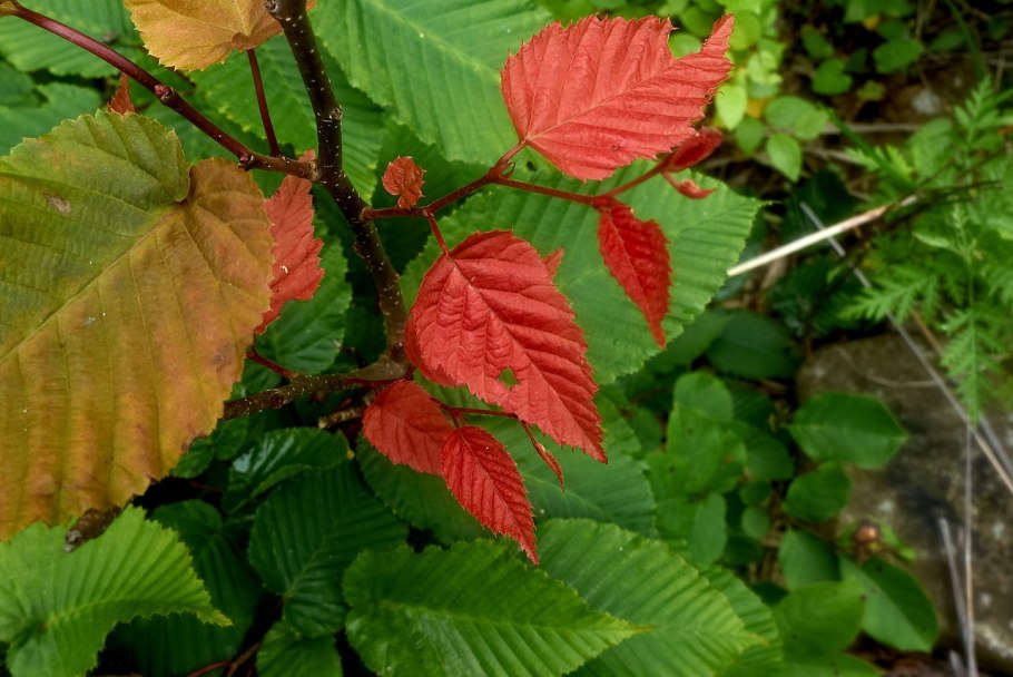 Граб редкоцветковый