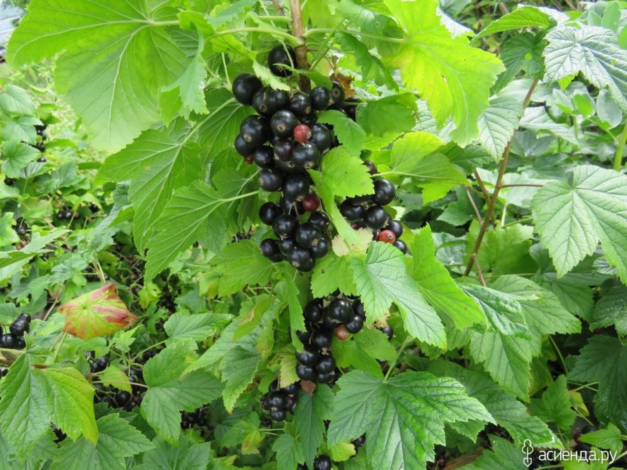Смородина чёрная Селечинская 2