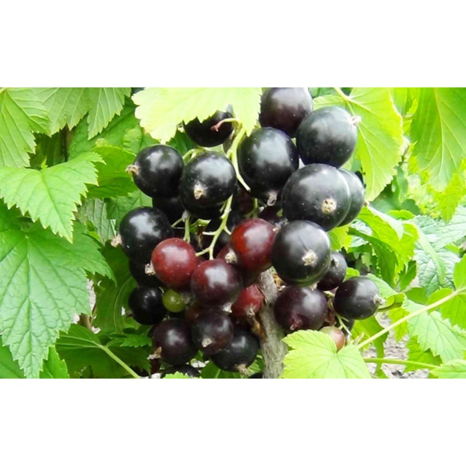 51 Смородина черная Добрыня