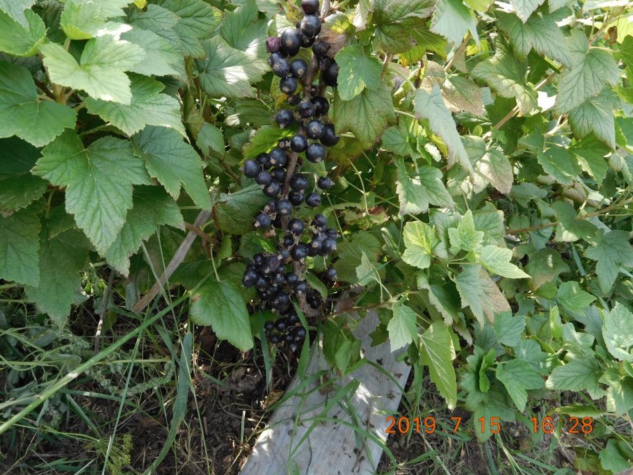 Сорта смородины Добрыня