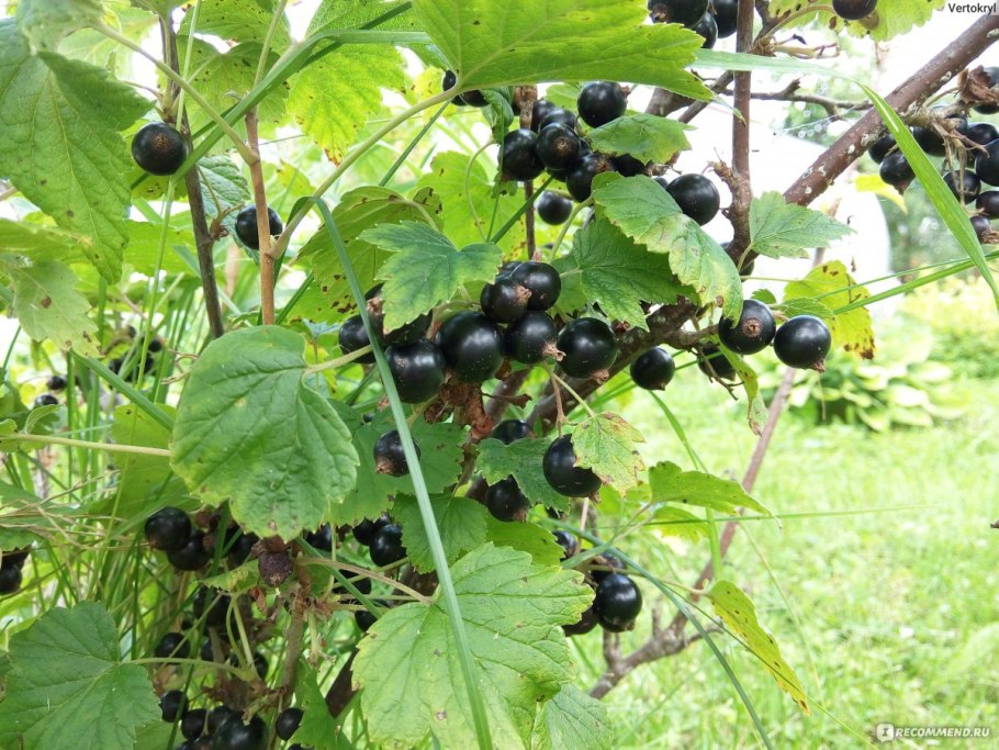 Смородина черная Добрыня