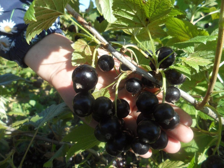 Смородина черная Добрыня (с2)