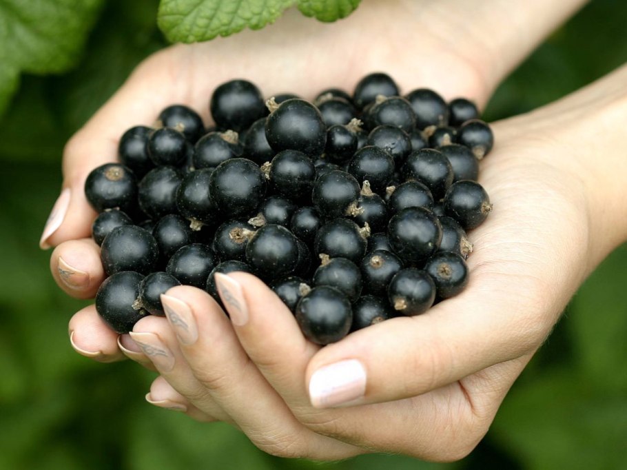 Царская черная смородина