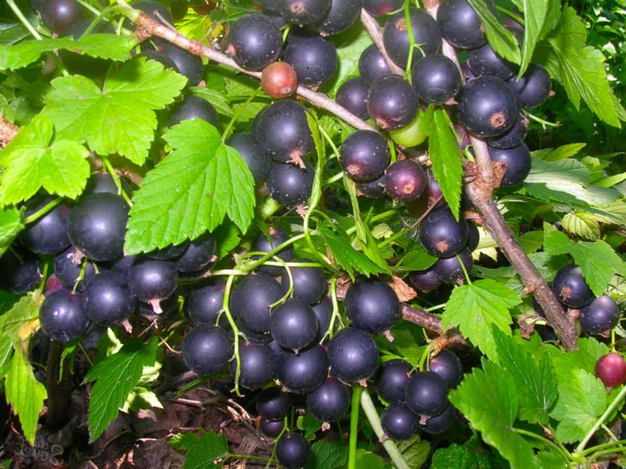 Смородина черная Канахама