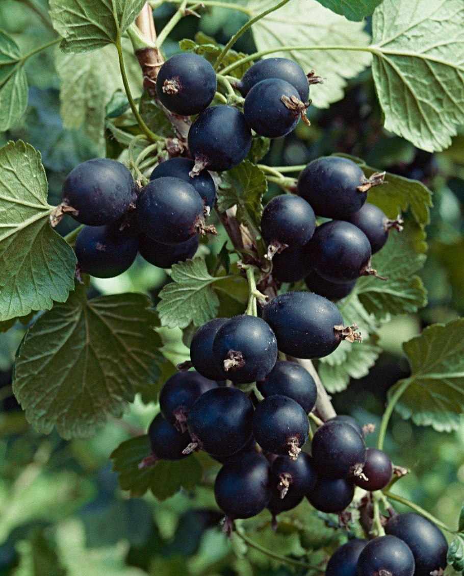 Смородино-крыжовниковый гибрид йошта