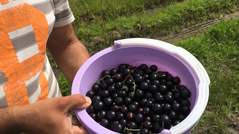 Смородина чёрная Селечинская 2