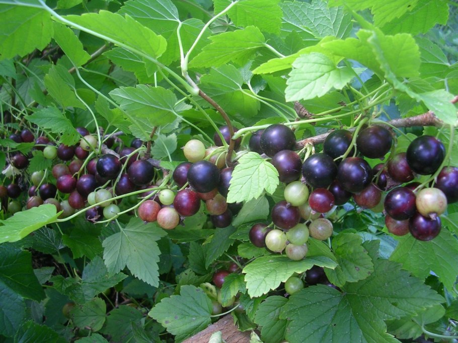 Смородиня чёрная сорт Добрыня