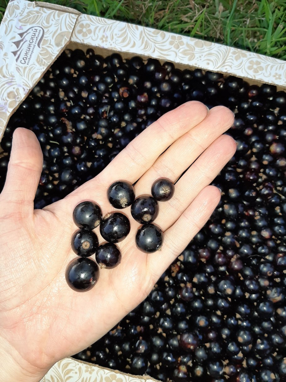 Смородина черная изабелла сорт