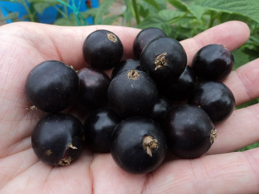 Смородина Селеченская