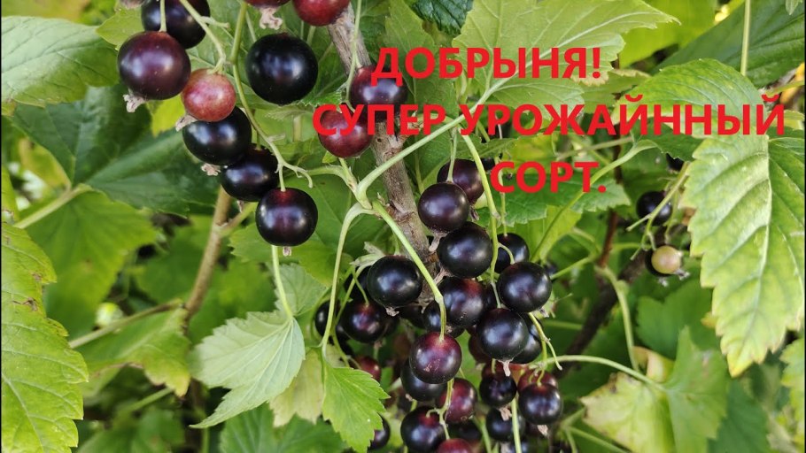 Сорта смородины Добрыня