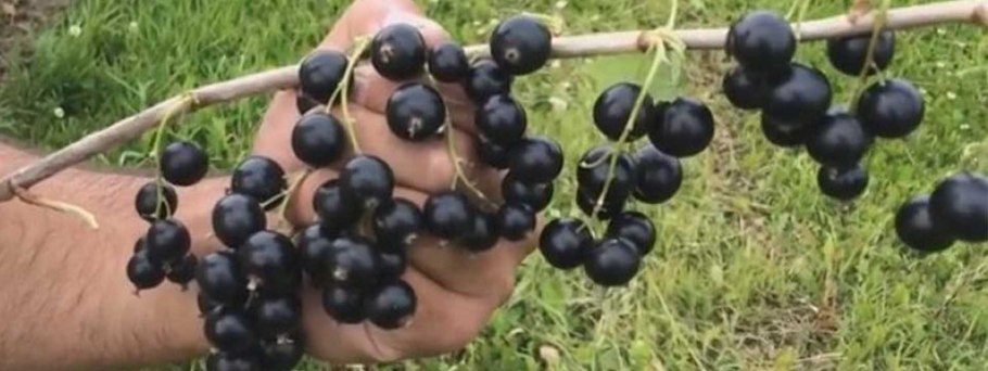 Смородина чёрная Селечинская 2
