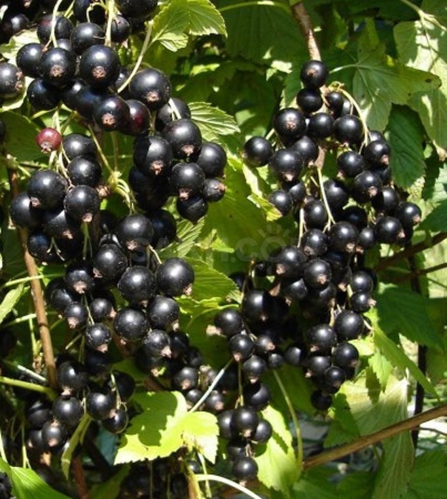 Смородина диво Звягиной