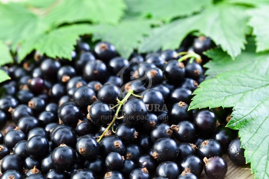 Кустарники смородина черная Добрыня