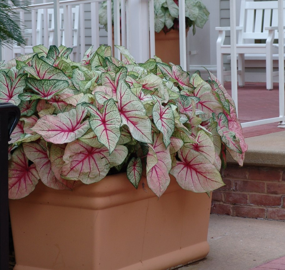 Каладиум John Reed