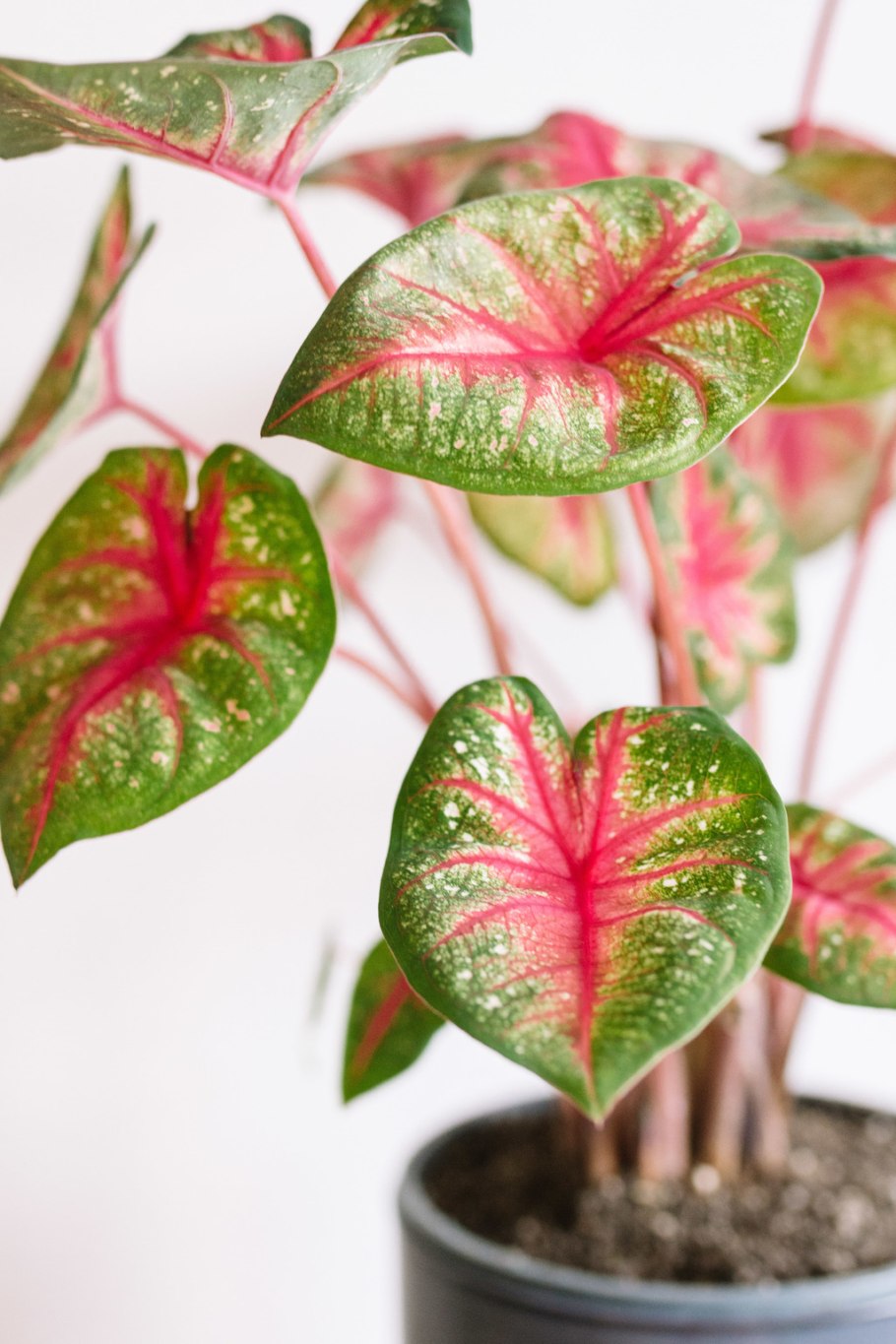 Растение каладиум