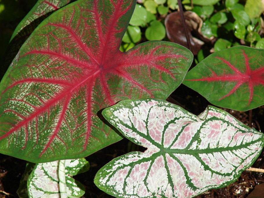 Каладиум Caladium