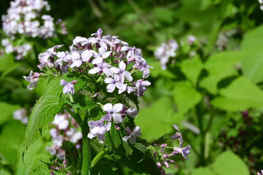 Lunaria Rediviva