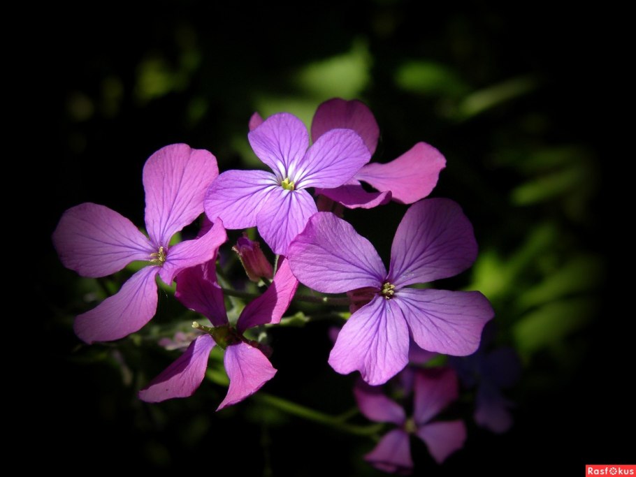 Лунария Лунник