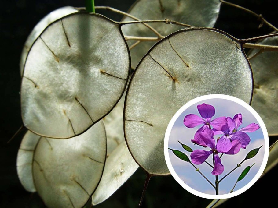 Lunaria annua Лунник однолетний
