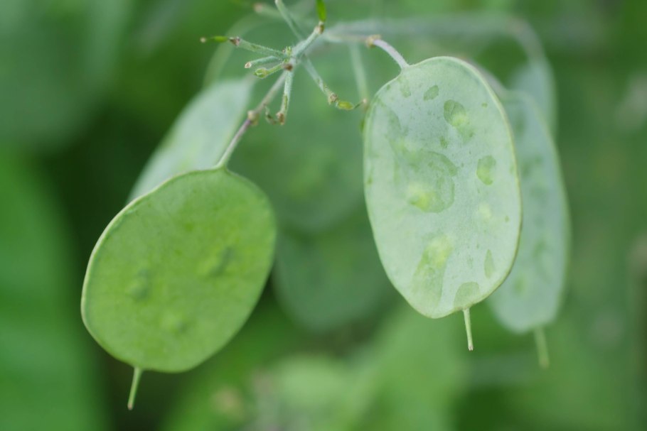 Лунник оживающий многолетний